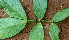  ( - BioBot01584)  @11 [ ] CreativeCommons - Attribution Non-Commercial Share-Alike (2010) Daniel H. Janzen Guanacaste Dry Forest Conservation Fund