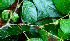  ( - BioBot01584)  @11 [ ] CreativeCommons - Attribution Non-Commercial Share-Alike (2010) Daniel H. Janzen Guanacaste Dry Forest Conservation Fund