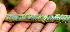  (Acalypha macrostachya - BioBot01587)  @11 [ ] CreativeCommons - Attribution Non-Commercial Share-Alike (2010) Daniel H. Janzen Guanacaste Dry Forest Conservation Fund
