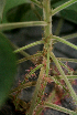  ( - BioBot01587)  @11 [ ] CreativeCommons - Attribution Non-Commercial Share-Alike (2010) Daniel H. Janzen Guanacaste Dry Forest Conservation Fund
