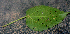  ( - BioBot01587)  @11 [ ] CreativeCommons - Attribution Non-Commercial Share-Alike (2010) Daniel H. Janzen Guanacaste Dry Forest Conservation Fund