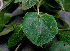  ( - BioBot01587)  @11 [ ] CreativeCommons - Attribution Non-Commercial Share-Alike (2010) Daniel H. Janzen Guanacaste Dry Forest Conservation Fund