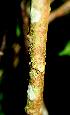  ( - BioBot01588)  @11 [ ] CreativeCommons - Attribution Non-Commercial Share-Alike (2010) Daniel H. Janzen Guanacaste Dry Forest Conservation Fund