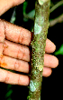  ( - BioBot01588)  @11 [ ] CreativeCommons - Attribution Non-Commercial Share-Alike (2010) Daniel H. Janzen Guanacaste Dry Forest Conservation Fund