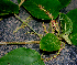  ( - BioBot01588)  @11 [ ] CreativeCommons - Attribution Non-Commercial Share-Alike (2010) Daniel H. Janzen Guanacaste Dry Forest Conservation Fund