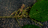  ( - BioBot01588)  @11 [ ] CreativeCommons - Attribution Non-Commercial Share-Alike (2010) Daniel H. Janzen Guanacaste Dry Forest Conservation Fund