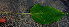  ( - BioBot01588)  @11 [ ] CreativeCommons - Attribution Non-Commercial Share-Alike (2010) Daniel H. Janzen Guanacaste Dry Forest Conservation Fund