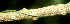  ( - BioBot01589)  @11 [ ] CreativeCommons - Attribution Non-Commercial Share-Alike (2010) Daniel H. Janzen Guanacaste Dry Forest Conservation Fund