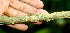  ( - BioBot01589)  @11 [ ] CreativeCommons - Attribution Non-Commercial Share-Alike (2010) Daniel H. Janzen Guanacaste Dry Forest Conservation Fund