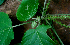  ( - BioBot01589)  @11 [ ] CreativeCommons - Attribution Non-Commercial Share-Alike (2010) Daniel H. Janzen Guanacaste Dry Forest Conservation Fund