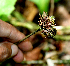  (Pavonia castaneifolia - BioBot01591)  @11 [ ] CreativeCommons - Attribution Non-Commercial Share-Alike (2010) Daniel H. Janzen Guanacaste Dry Forest Conservation Fund