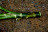  ( - BioBot01594)  @11 [ ] CreativeCommons - Attribution Non-Commercial Share-Alike (2010) Daniel H. Janzen Guanacaste Dry Forest Conservation Fund