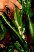  ( - BioBot01595)  @11 [ ] CreativeCommons - Attribution Non-Commercial Share-Alike (2010) Daniel H. Janzen Guanacaste Dry Forest Conservation Fund