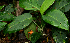  ( - BioBot01596)  @11 [ ] CreativeCommons - Attribution Non-Commercial Share-Alike (2010) Daniel H. Janzen Guanacaste Dry Forest Conservation Fund