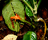  ( - BioBot01596)  @11 [ ] CreativeCommons - Attribution Non-Commercial Share-Alike (2010) Daniel H. Janzen Guanacaste Dry Forest Conservation Fund