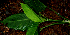  ( - BioBot01596)  @11 [ ] CreativeCommons - Attribution Non-Commercial Share-Alike (2010) Daniel H. Janzen Guanacaste Dry Forest Conservation Fund