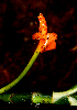  ( - BioBot01596)  @11 [ ] CreativeCommons - Attribution Non-Commercial Share-Alike (2010) Daniel H. Janzen Guanacaste Dry Forest Conservation Fund