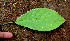  (Siparuna tetraceroides - BioBot01600)  @11 [ ] CreativeCommons - Attribution Non-Commercial Share-Alike (2010) Daniel H. Janzen Guanacaste Dry Forest Conservation Fund