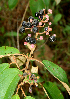  ( - BioBot01615)  @11 [ ] CreativeCommons - Attribution Non-Commercial Share-Alike (2010) Daniel H. Janzen Guanacaste Dry Forest Conservation Fund