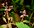  ( - BioBot01615)  @11 [ ] CreativeCommons - Attribution Non-Commercial Share-Alike (2010) Daniel H. Janzen Guanacaste Dry Forest Conservation Fund