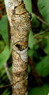  ( - BioBot01617)  @11 [ ] CreativeCommons - Attribution Non-Commercial Share-Alike (2010) Daniel H. Janzen Guanacaste Dry Forest Conservation Fund