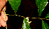  (Acidoton - BioBot01618)  @11 [ ] CreativeCommons - Attribution Non-Commercial Share-Alike (2010) Daniel H. Janzen Guanacaste Dry Forest Conservation Fund