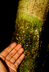  ( - BioBot01621)  @11 [ ] CreativeCommons - Attribution Non-Commercial Share-Alike (2010) Daniel H. Janzen Guanacaste Dry Forest Conservation Fund