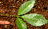 ( - BioBot01621)  @11 [ ] CreativeCommons - Attribution Non-Commercial Share-Alike (2010) Daniel H. Janzen Guanacaste Dry Forest Conservation Fund