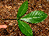  ( - BioBot01621)  @11 [ ] CreativeCommons - Attribution Non-Commercial Share-Alike (2010) Daniel H. Janzen Guanacaste Dry Forest Conservation Fund