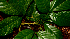  ( - BioBot01622)  @11 [ ] CreativeCommons - Attribution Non-Commercial Share-Alike (2010) Daniel H. Janzen Guanacaste Dry Forest Conservation Fund