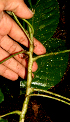  ( - BioBot01622)  @11 [ ] CreativeCommons - Attribution Non-Commercial Share-Alike (2010) Daniel H. Janzen Guanacaste Dry Forest Conservation Fund