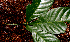  ( - BioBot01622)  @11 [ ] CreativeCommons - Attribution Non-Commercial Share-Alike (2010) Daniel H. Janzen Guanacaste Dry Forest Conservation Fund