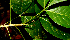  ( - BioBot01623)  @11 [ ] CreativeCommons - Attribution Non-Commercial Share-Alike (2010) Daniel H. Janzen Guanacaste Dry Forest Conservation Fund