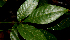  ( - BioBot01623)  @11 [ ] CreativeCommons - Attribution Non-Commercial Share-Alike (2010) Daniel H. Janzen Guanacaste Dry Forest Conservation Fund
