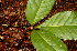  ( - BioBot01623)  @11 [ ] CreativeCommons - Attribution Non-Commercial Share-Alike (2010) Daniel H. Janzen Guanacaste Dry Forest Conservation Fund