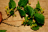  ( - BioBot01624)  @11 [ ] CreativeCommons - Attribution Non-Commercial Share-Alike (2010) Daniel H. Janzen Guanacaste Dry Forest Conservation Fund