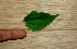  ( - BioBot01624)  @11 [ ] CreativeCommons - Attribution Non-Commercial Share-Alike (2010) Daniel H. Janzen Guanacaste Dry Forest Conservation Fund
