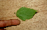  ( - BioBot01624)  @11 [ ] CreativeCommons - Attribution Non-Commercial Share-Alike (2010) Daniel H. Janzen Guanacaste Dry Forest Conservation Fund