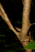  ( - BioBot01625)  @11 [ ] CreativeCommons - Attribution Non-Commercial Share-Alike (2010) Daniel H. Janzen Guanacaste Dry Forest Conservation Fund