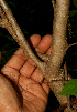  ( - BioBot01625)  @11 [ ] CreativeCommons - Attribution Non-Commercial Share-Alike (2010) Daniel H. Janzen Guanacaste Dry Forest Conservation Fund