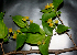  ( - BioBot01625)  @11 [ ] CreativeCommons - Attribution Non-Commercial Share-Alike (2010) Daniel H. Janzen Guanacaste Dry Forest Conservation Fund