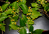  ( - BioBot01625)  @11 [ ] CreativeCommons - Attribution Non-Commercial Share-Alike (2010) Daniel H. Janzen Guanacaste Dry Forest Conservation Fund