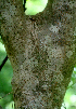  ( - BioBot01626)  @11 [ ] CreativeCommons - Attribution Non-Commercial Share-Alike (2010) Daniel H. Janzen Guanacaste Dry Forest Conservation Fund