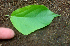  ( - BioBot01626)  @11 [ ] CreativeCommons - Attribution Non-Commercial Share-Alike (2010) Daniel H. Janzen Guanacaste Dry Forest Conservation Fund