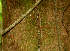  ( - BioBot01627)  @11 [ ] CreativeCommons - Attribution Non-Commercial Share-Alike (2010) Daniel H. Janzen Guanacaste Dry Forest Conservation Fund