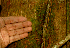  ( - BioBot01627)  @11 [ ] CreativeCommons - Attribution Non-Commercial Share-Alike (2010) Daniel H. Janzen Guanacaste Dry Forest Conservation Fund