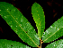  ( - BioBot01627)  @11 [ ] CreativeCommons - Attribution Non-Commercial Share-Alike (2010) Daniel H. Janzen Guanacaste Dry Forest Conservation Fund