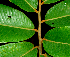  ( - BioBot01627)  @11 [ ] CreativeCommons - Attribution Non-Commercial Share-Alike (2010) Daniel H. Janzen Guanacaste Dry Forest Conservation Fund