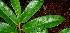  ( - BioBot01627)  @11 [ ] CreativeCommons - Attribution Non-Commercial Share-Alike (2010) Daniel H. Janzen Guanacaste Dry Forest Conservation Fund