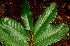  ( - BioBot01628)  @11 [ ] CreativeCommons - Attribution Non-Commercial Share-Alike (2010) Daniel H. Janzen Guanacaste Dry Forest Conservation Fund